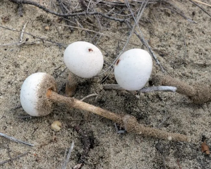 Bocskoros nyelespöfeteg - Tulostoma dunense