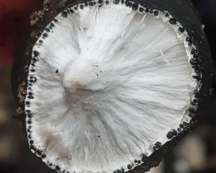 Vielgestaltige Holzkeule - Xylaria polymorpha