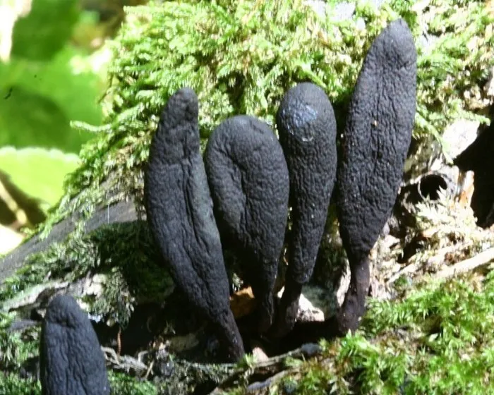 Vielgestaltige Holzkeule - Xylaria polymorpha