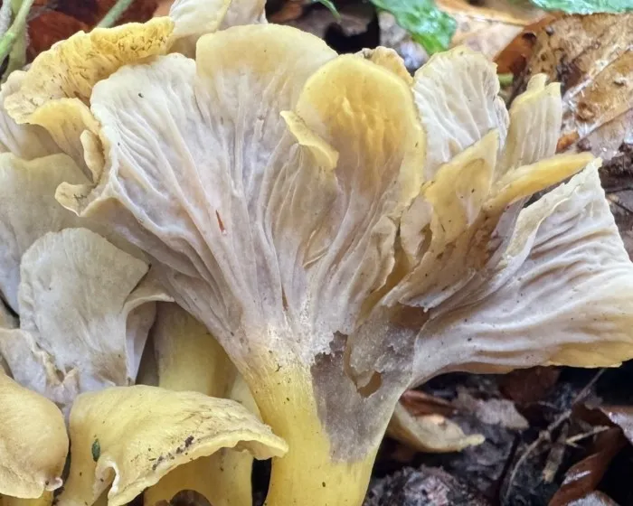 Sötétedőhúsú rókagomba - Craterellus melanoxeros
