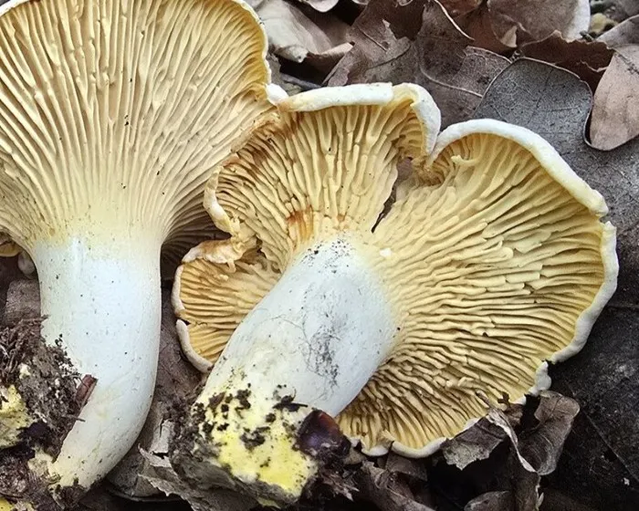 Blasser Pfifferling - Cantharellus pallens