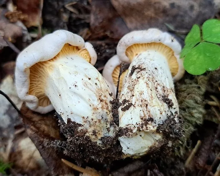 Blasser Pfifferling - Cantharellus pallens