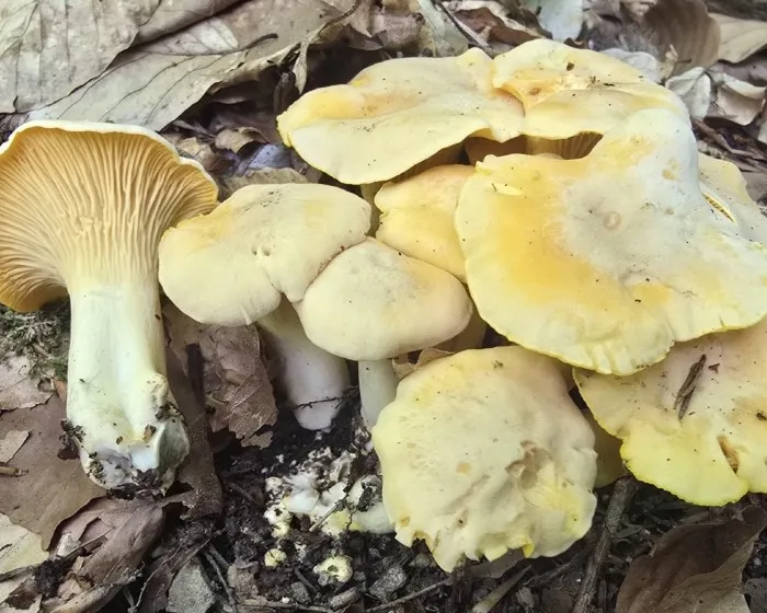 Blasser Pfifferling - Cantharellus pallens
