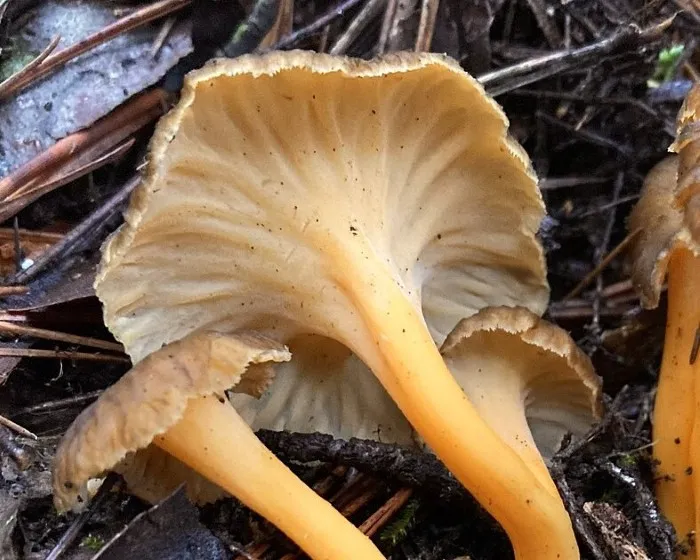 Gelbstielige Kraterelle - Craterellus lutescens