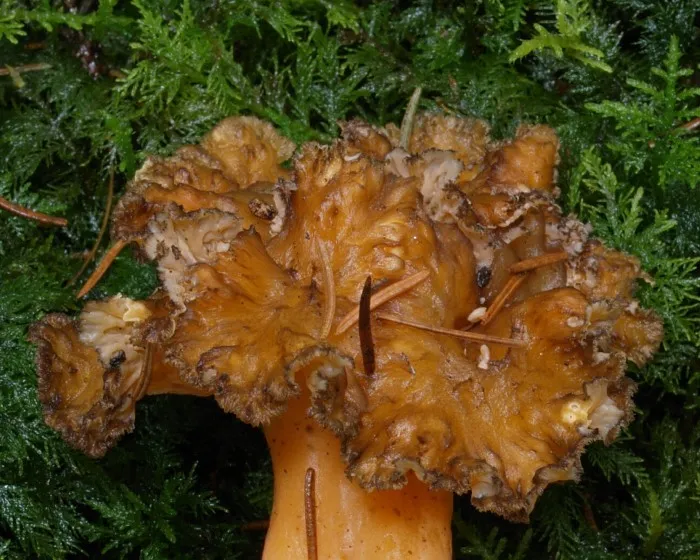 Gelbstielige Kraterelle - Craterellus lutescens