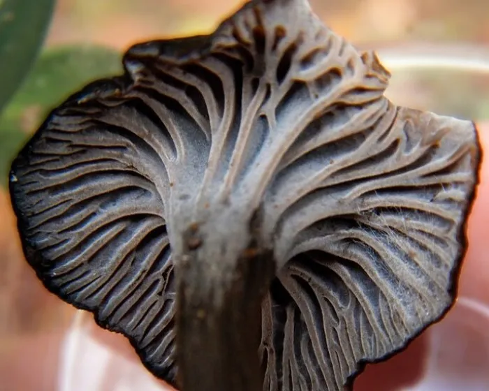 Ashen chanterelle - Craterellus cinereus