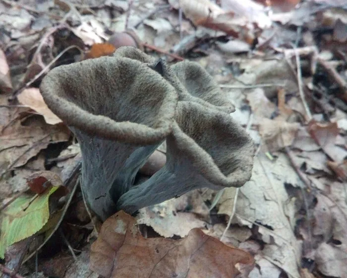 Ashen chanterelle - Craterellus cinereus