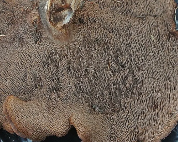 Bitterer Korkstacheling - Hydnellum scabrosum