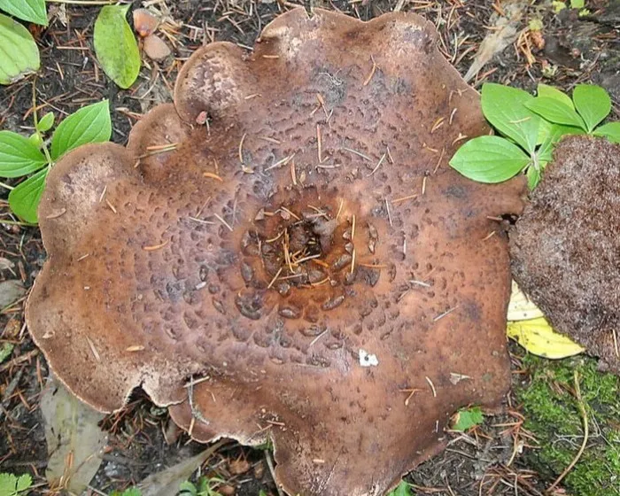 Bitterer Korkstacheling - Hydnellum scabrosum