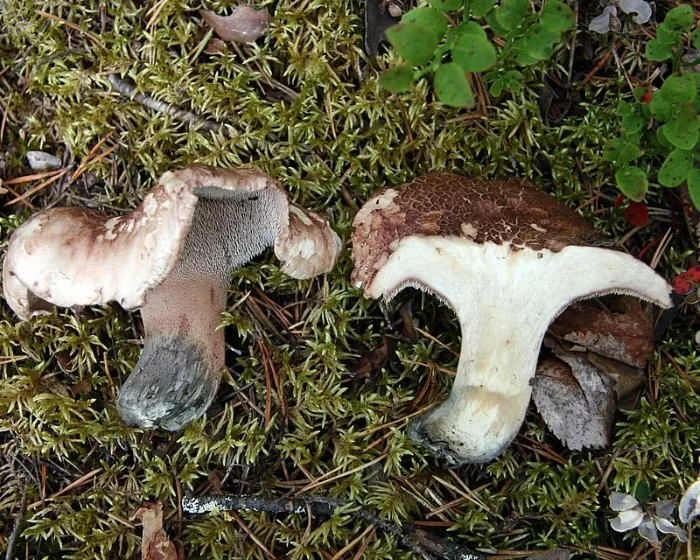 Bitterer Korkstacheling - Hydnellum scabrosum