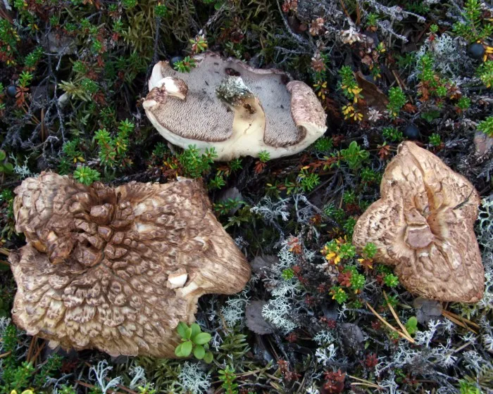 Bitterer Korkstacheling - Hydnellum scabrosum