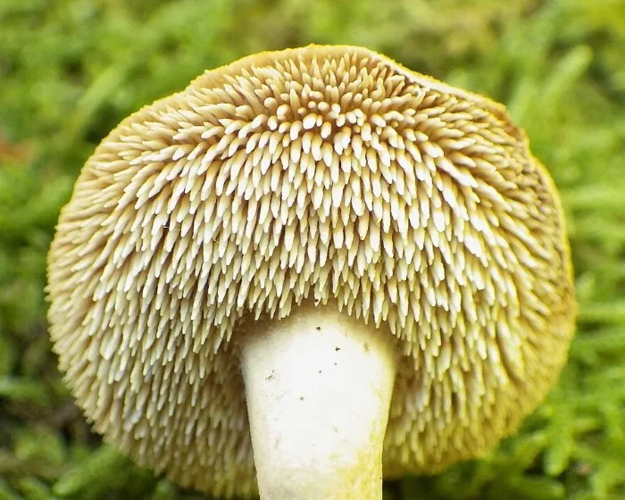Rotgelber Stoppelpilz - Hydnum rufescens