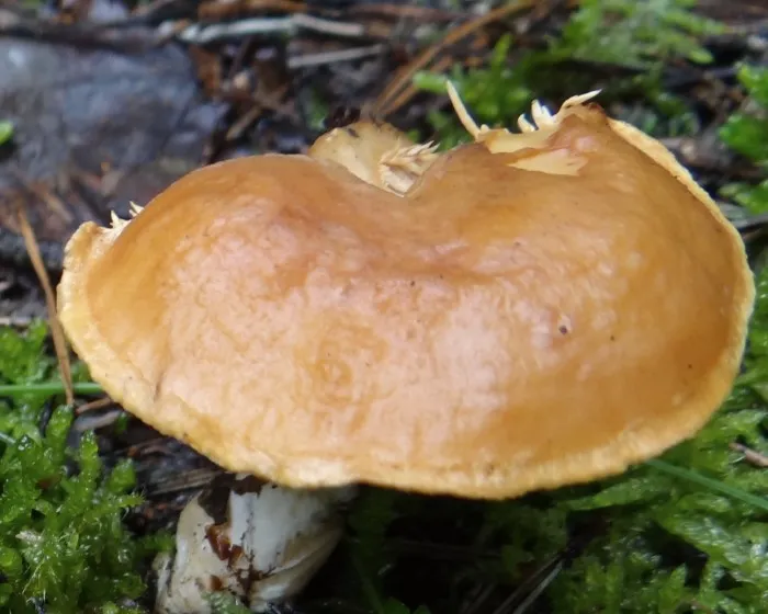 Rotgelber Stoppelpilz - Hydnum rufescens