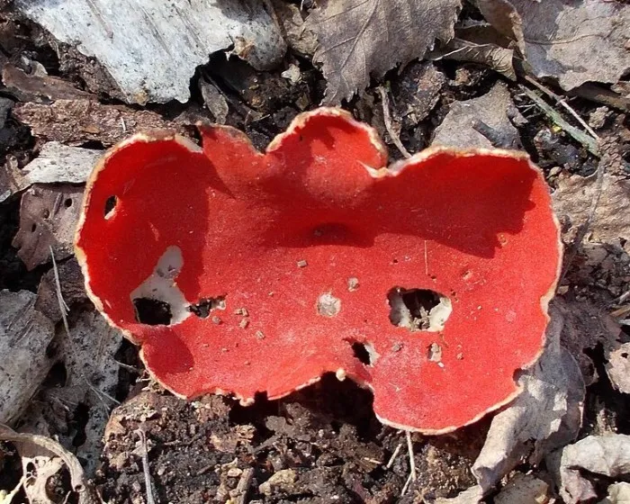 Scarlet elfcup - Sarcoscypha austriaca