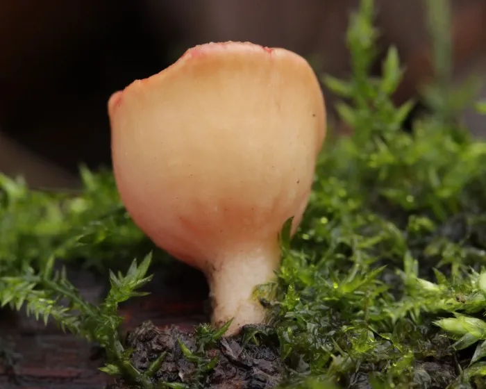 Scarlet elfcup - Sarcoscypha austriaca