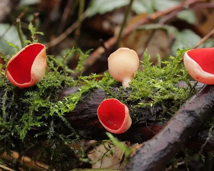 Scarlet elfcup - Sarcoscypha austriaca