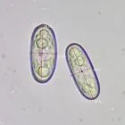 Spore image mushroom spore image