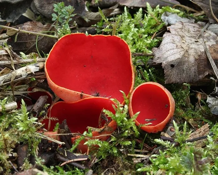 Scarlet elfcup - Sarcoscypha austriaca