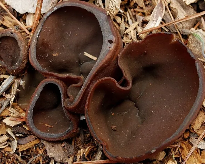 Dunkelbrauner Becherling - Phylloscypha phyllogena