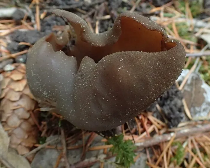 Dunkelbrauner Becherling - Phylloscypha phyllogena