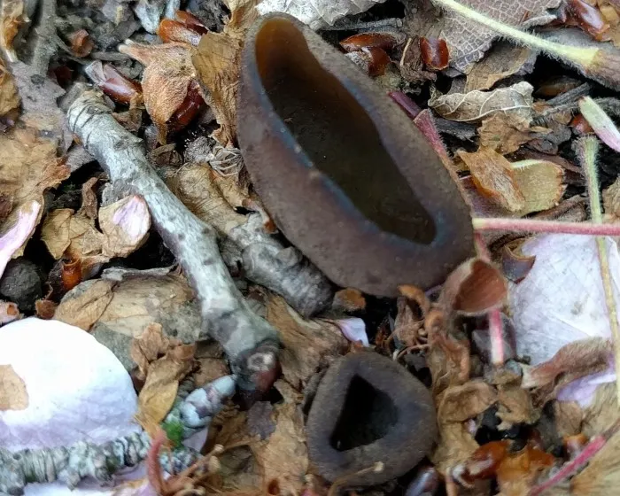 Dunkelbrauner Becherling - Phylloscypha phyllogena