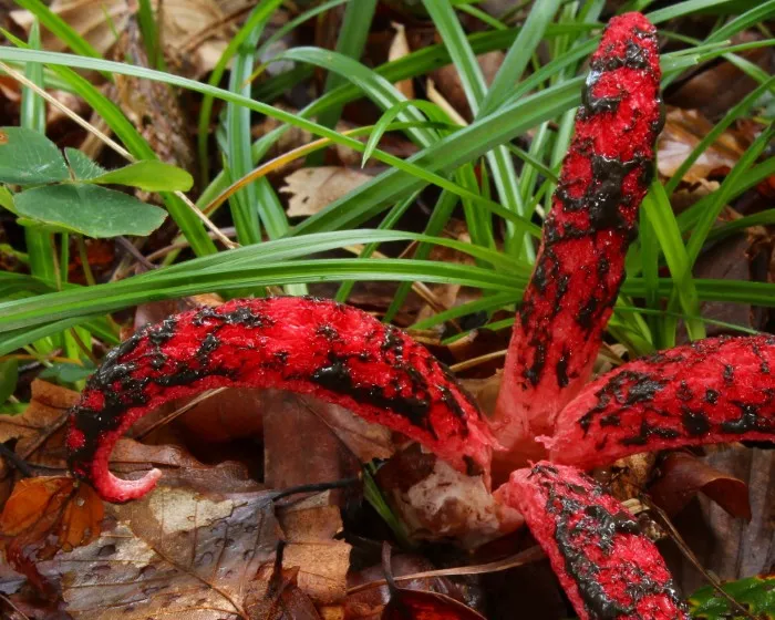 Octopus stinkhorn - Clathrus archeri