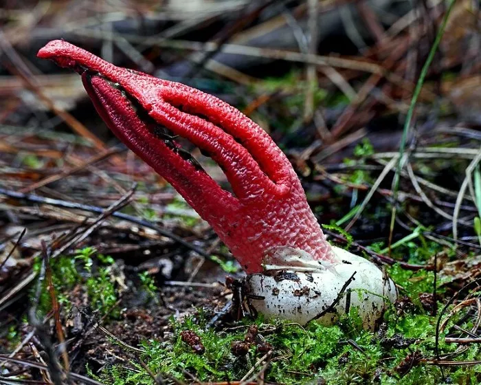 Octopus stinkhorn - Clathrus archeri
