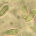 Spore image mushroom spore image