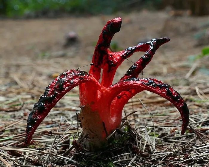 Octopus stinkhorn - Clathrus archeri