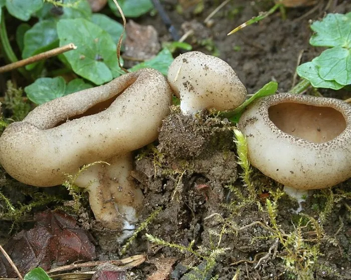 Aderiger Becherling - Disciotis venosa