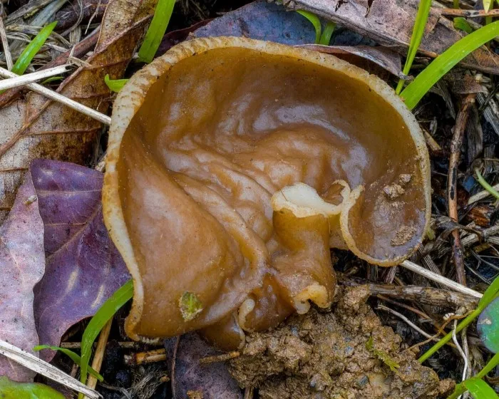 Aderiger Becherling - Disciotis venosa
