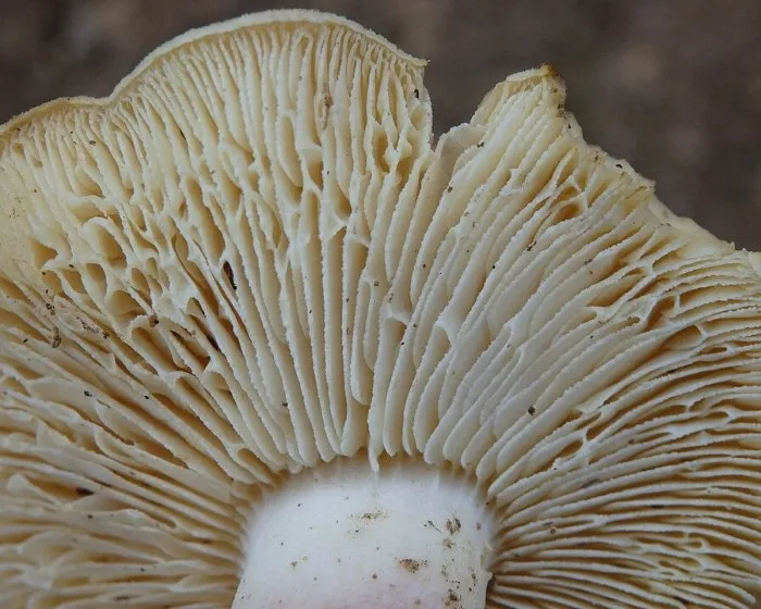 Bársonyos pereszke - Tricholomopsis rutilans