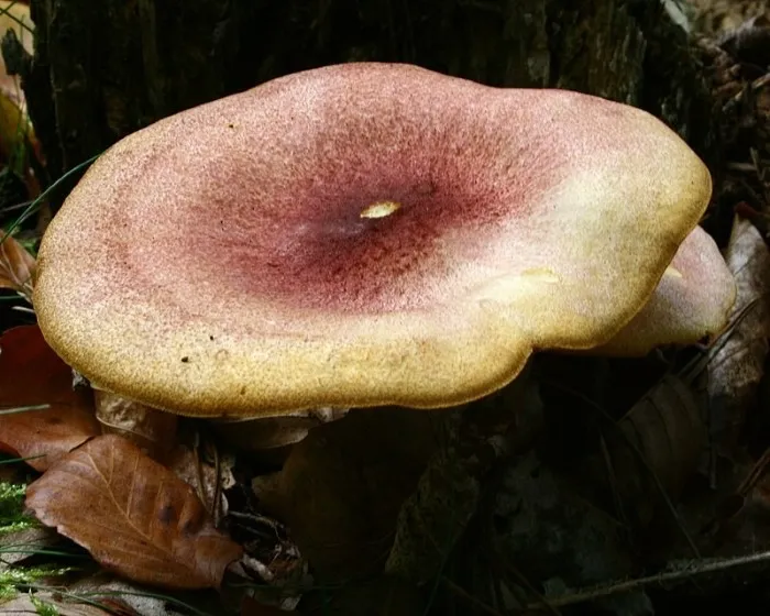 Bársonyos pereszke - Tricholomopsis rutilans