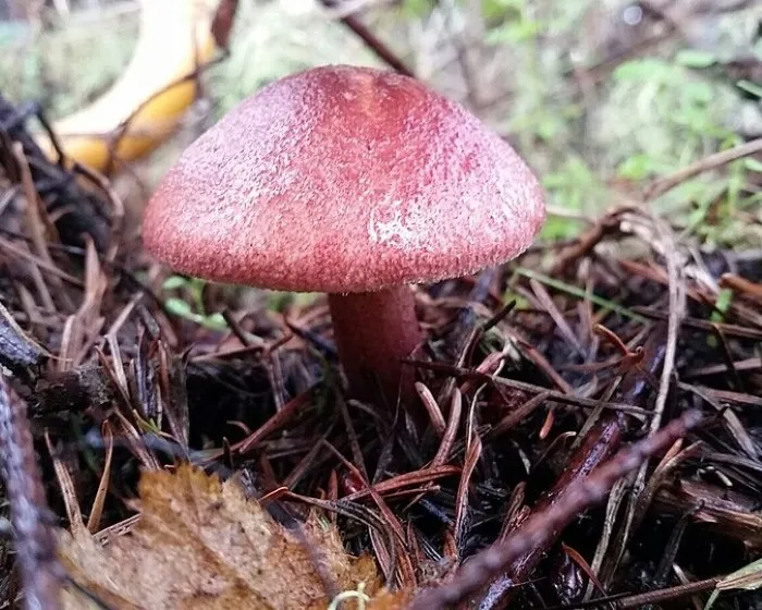 Bársonyos pereszke - Tricholomopsis rutilans