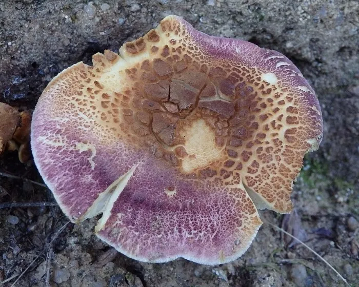 Bársonyos pereszke - Tricholomopsis rutilans