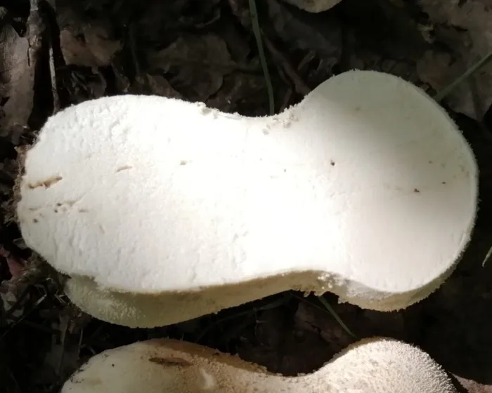 Beutel-Stäubling - Lycoperdon excipuliforme