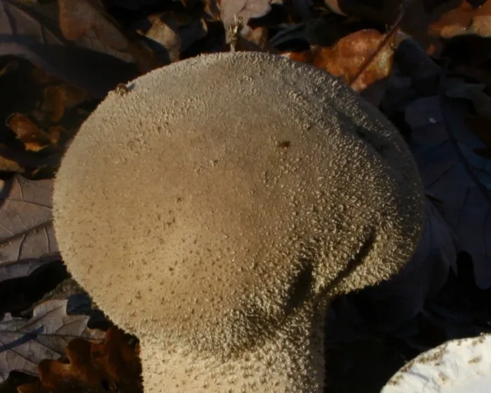 Beutel-Stäubling - Lycoperdon excipuliforme