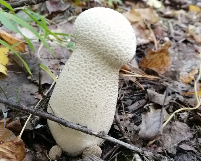 Beutel-Stäubling - Lycoperdon excipuliforme
