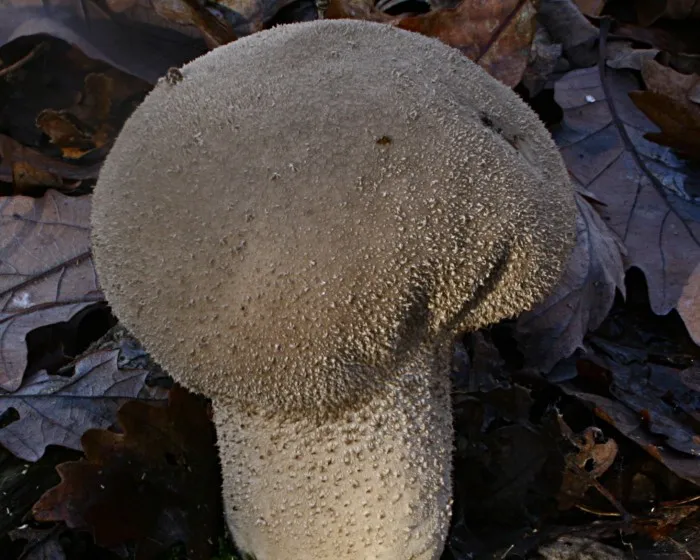 Beutel-Stäubling - Lycoperdon excipuliforme