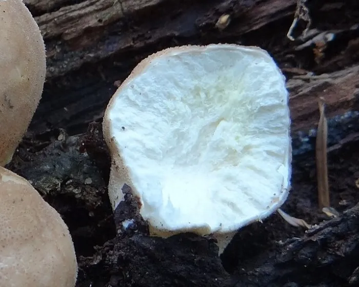 Körtealakú pöfeteg - Lycoperdon pyriforme