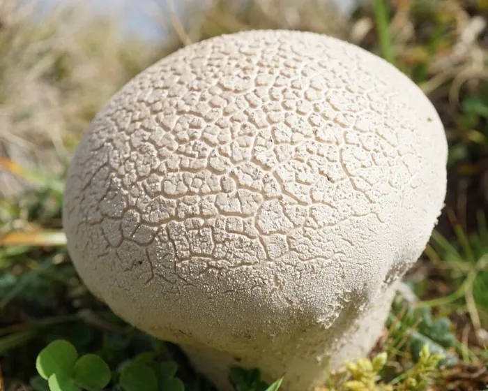Mosaic puffball - Lycoperdon utriforme