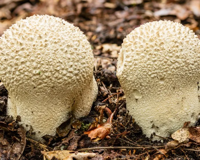 Mosaic puffball - Lycoperdon utriforme