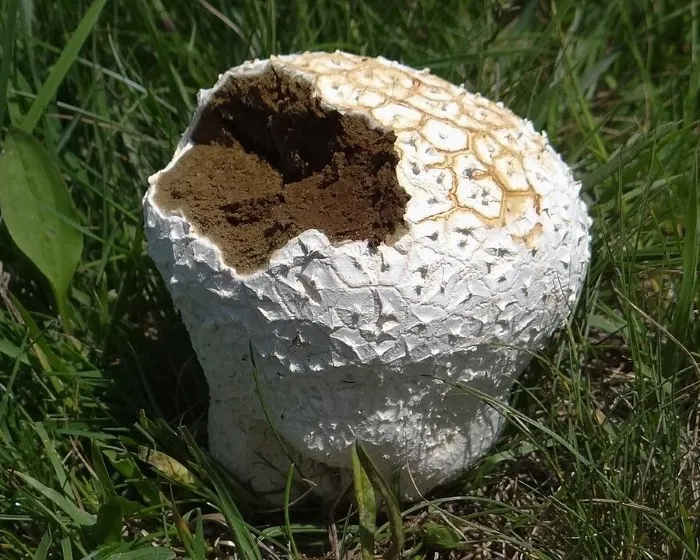 Mosaic puffball - Lycoperdon utriforme