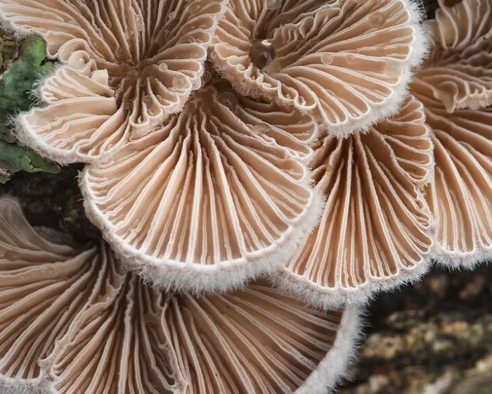 Gemeiner Spaltblättling - Schizophyllum commune