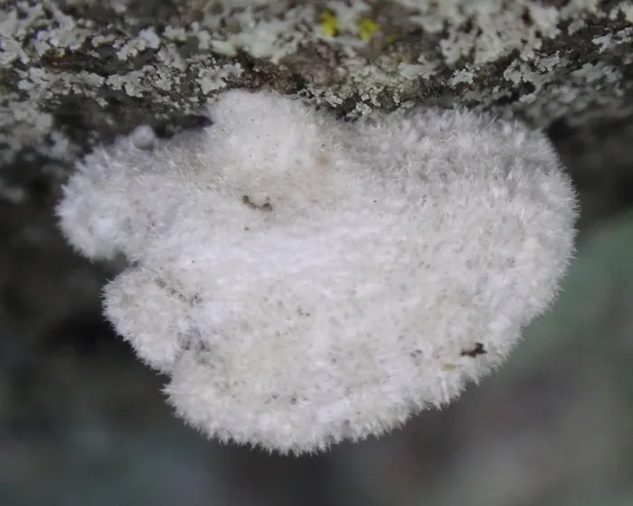 Gemeiner Spaltblättling - Schizophyllum commune