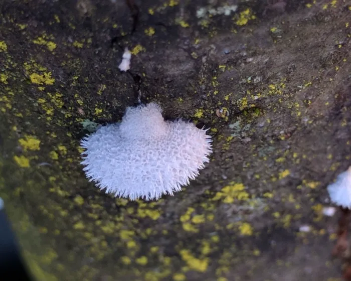 Gemeiner Spaltblättling - Schizophyllum commune