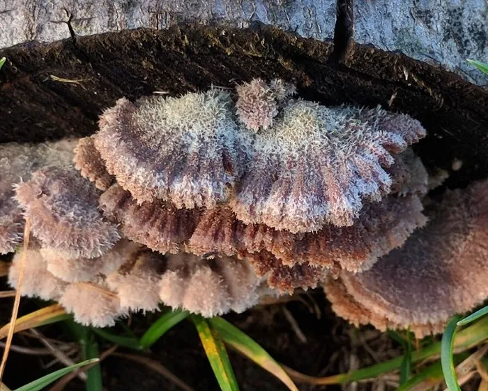 Gemeiner Spaltblättling - Schizophyllum commune