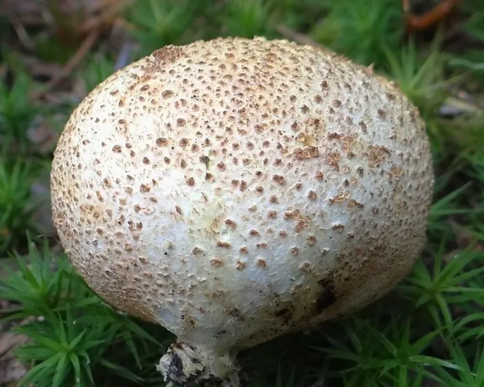 Nyeles áltrifla - Scleroderma verrucosum