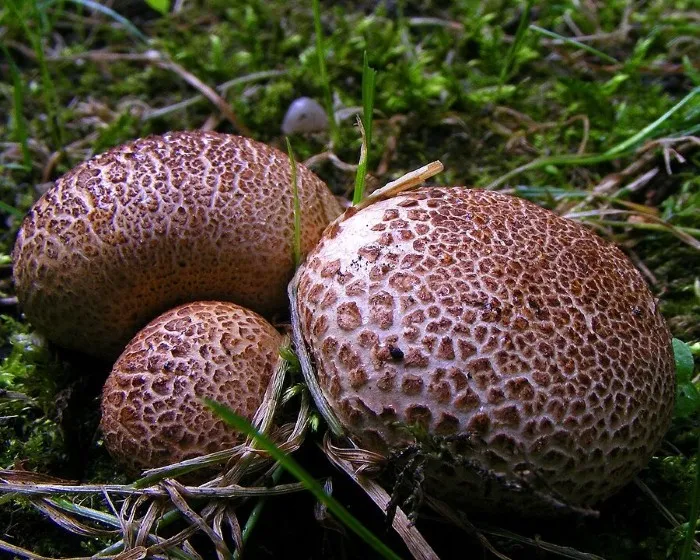 Nyeles áltrifla - Scleroderma verrucosum