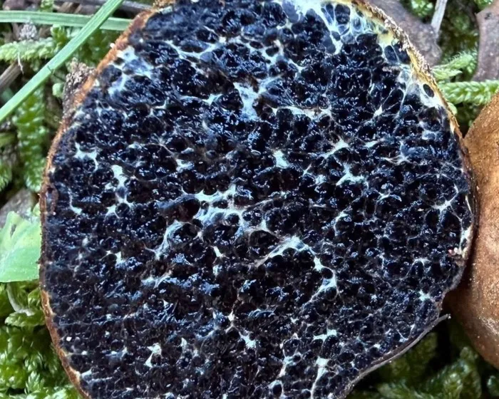 Bunte Schleimtrüffel - Melanogaster variegatus